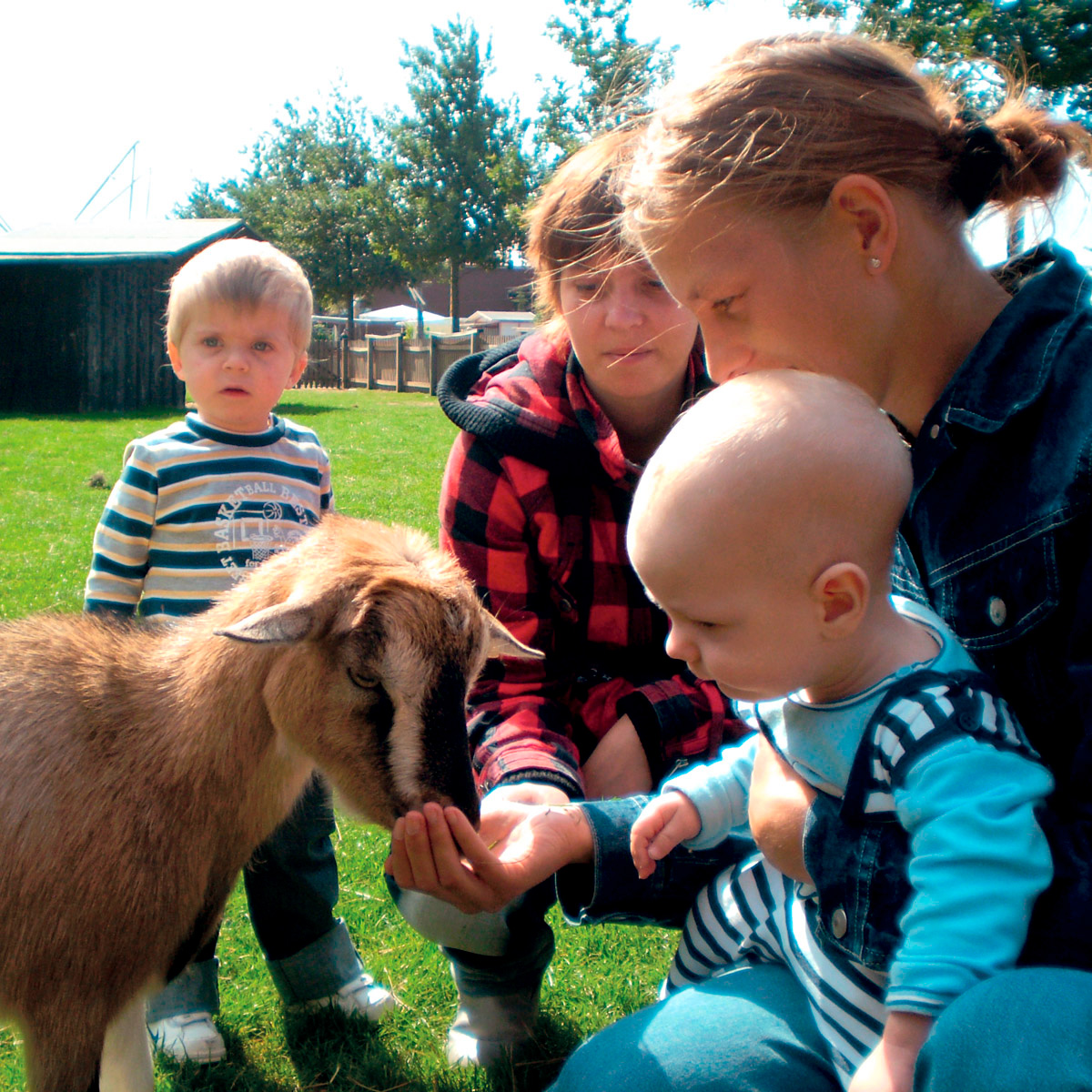 Junge Mütter mit Kindern füttern zusammen eine Ziege